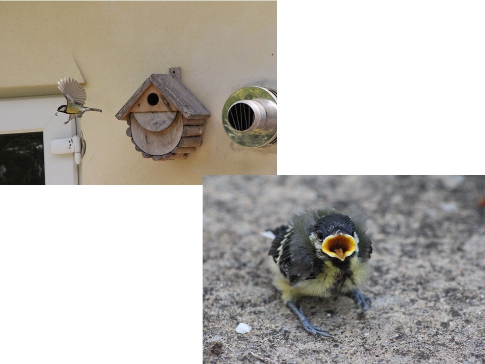 Blue tit parenting and happy result