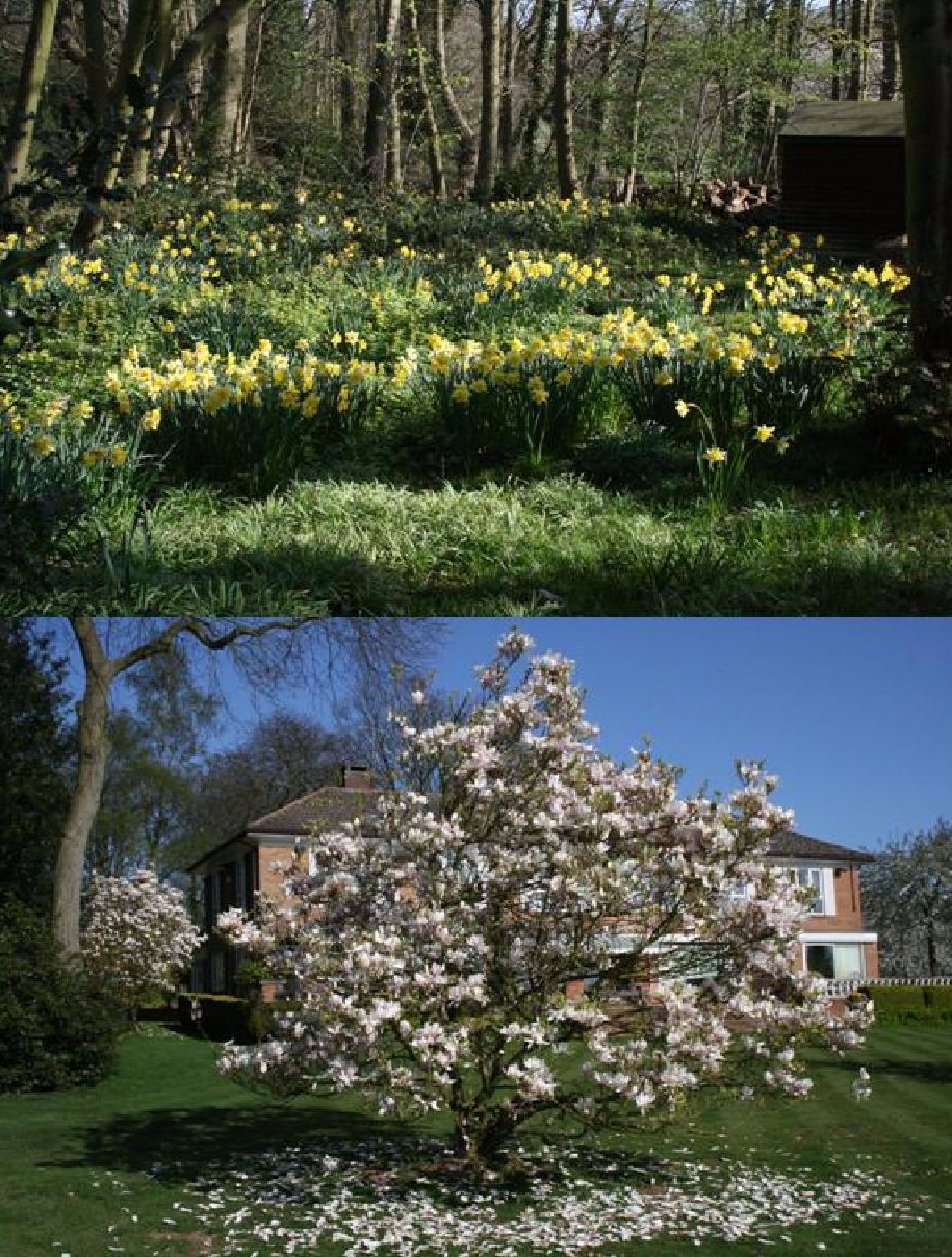 Daffodils and Magnolias