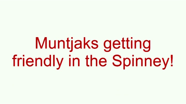 Friendly Muntjaks in the Spinney