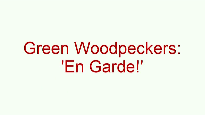 Green Woodpeckers: 'En garde!'