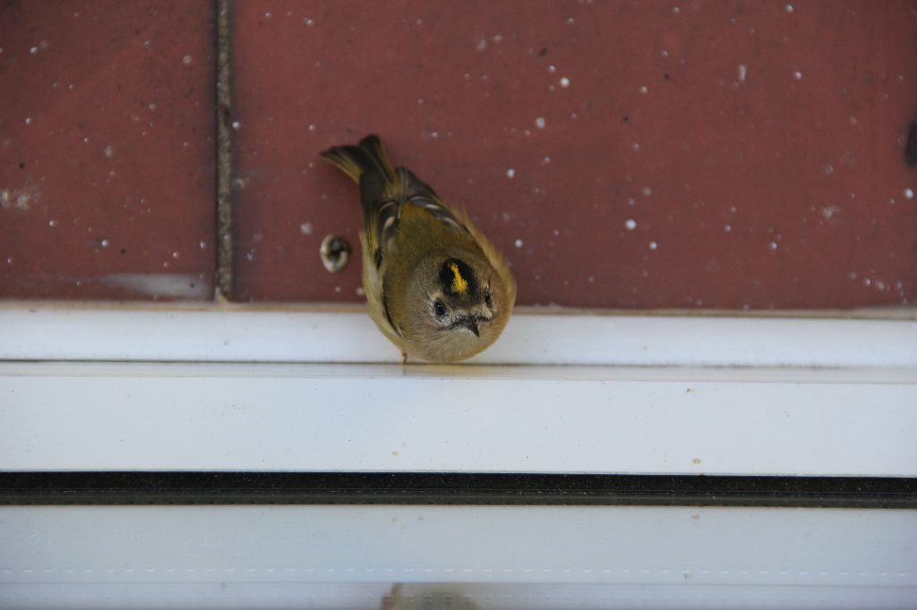 Goldfinch Fledgling