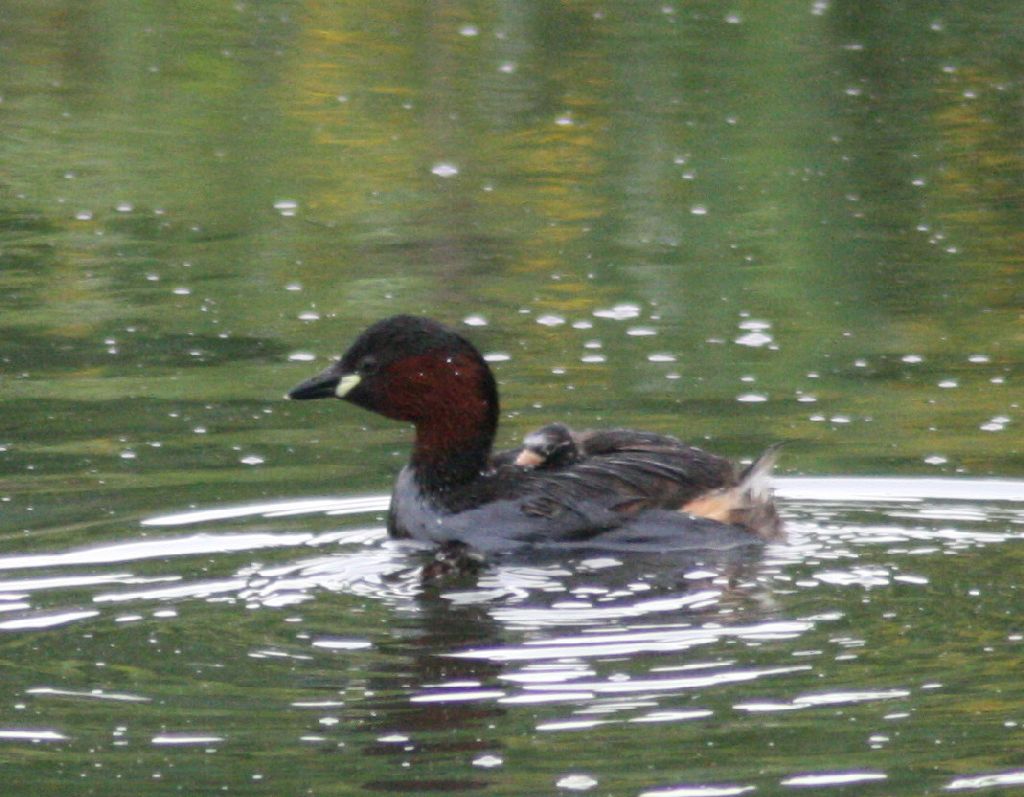 Little Grebe and 'very' Little Grebe