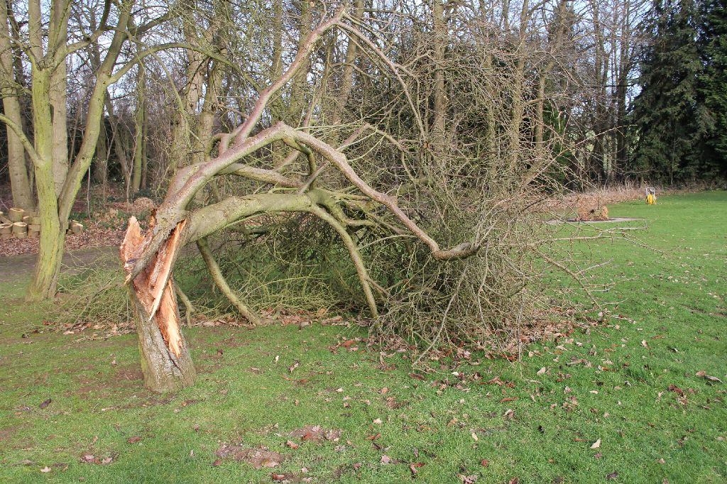 An Ex-Plum Tree