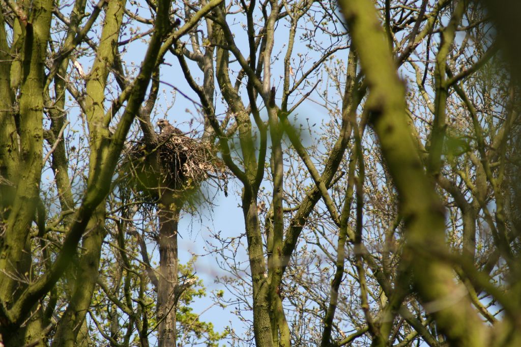 Buzzard on the Nest