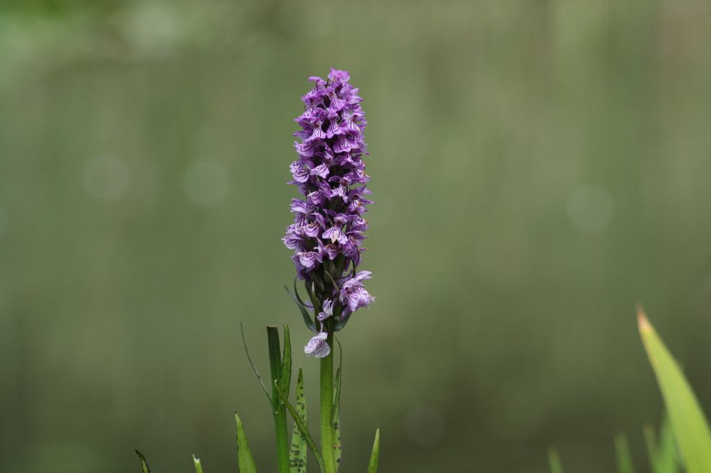 Pond Orchid
