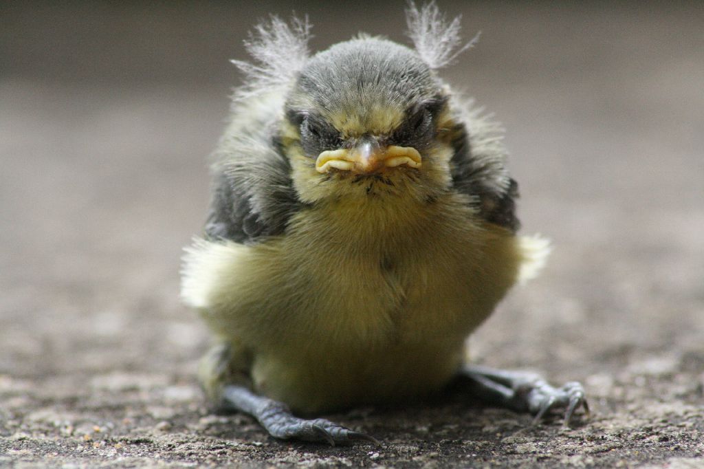 Angry Fledgling