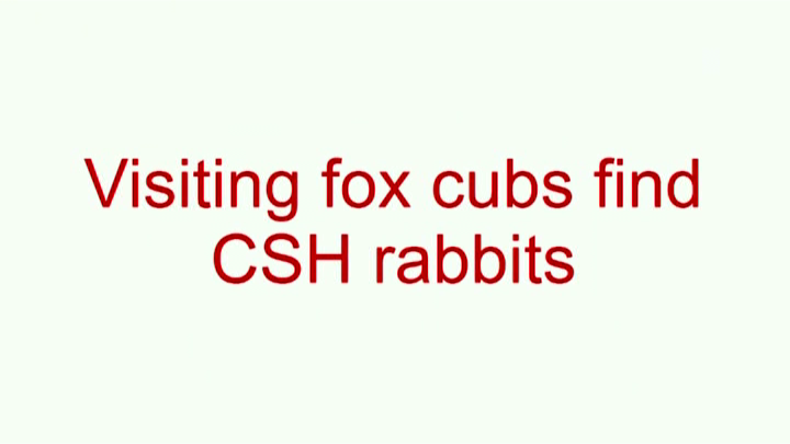 Visiting fox cubs find CSH rabbits